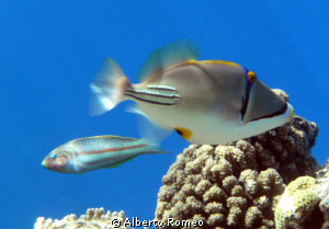 Arab  Triggerfish  Picasso (Rhinecanthus assasi) and in b... by Alberto Romeo 